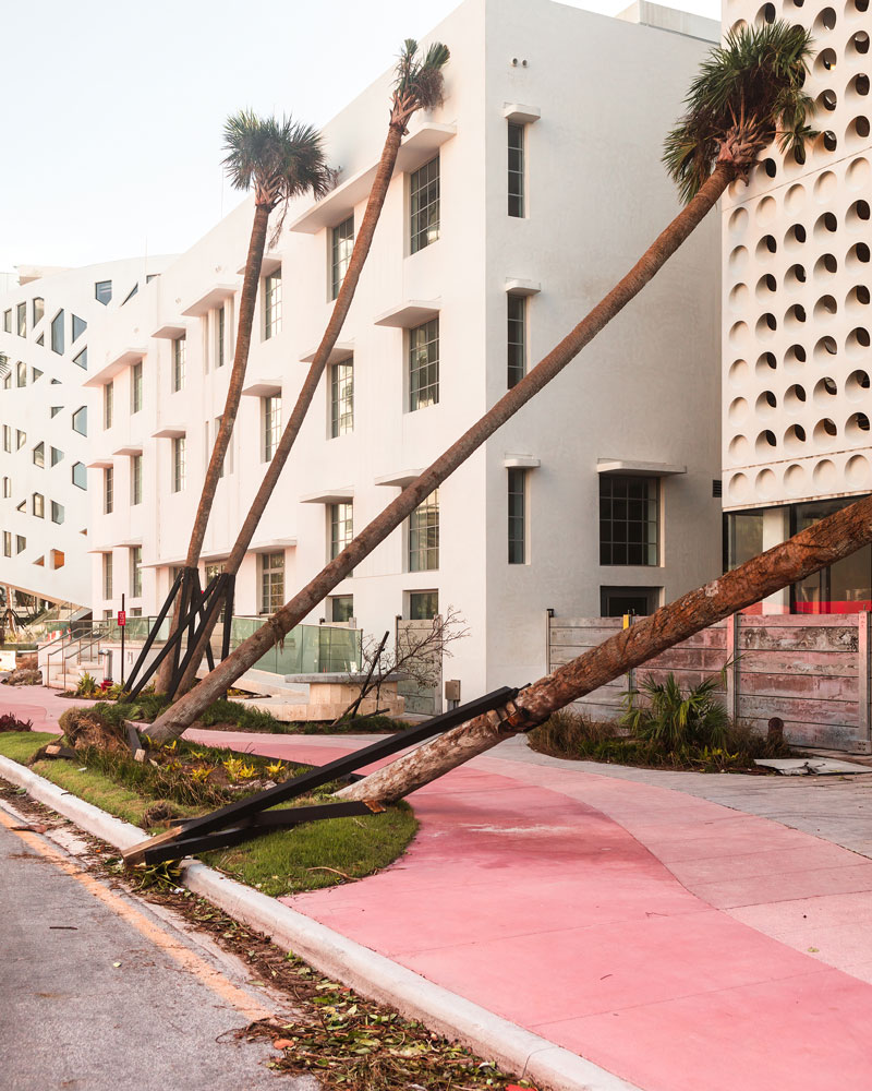 Palm trees falling into building