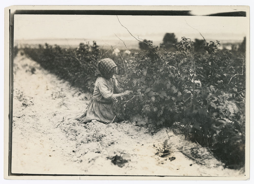 Black and white photograph of a girl in a field picking berries. 